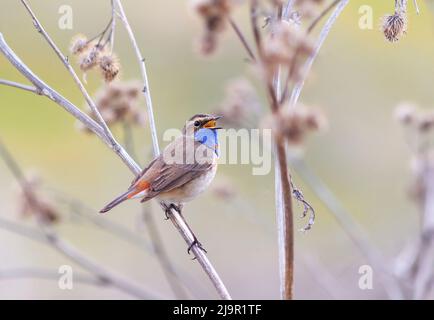 bella songbird varakushka maschio siede sui rami di un burdock e canta Foto Stock