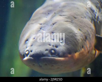 Anguilla elettrica conosciuta anche come elettroforus electricus Fish in Fish Aquarium Foto Stock