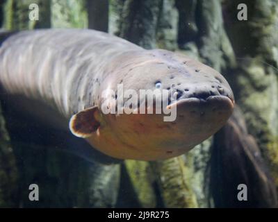 Anguilla elettrica conosciuta anche come elettroforus electricus Fish in Fish Aquarium Foto Stock