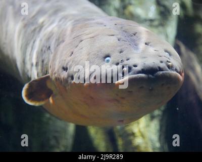 Anguilla elettrica conosciuta anche come elettroforus electricus Fish in Fish Aquarium Foto Stock