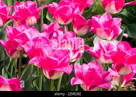 Tulipani viola viola in letto di fiori, Tulipa '' Foto Stock