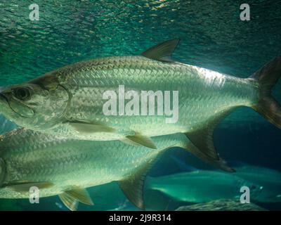 Il pesce di tarpon Atlantico, noto anche come re d'argento, nuota in acquario di pesci cisterna. È un pesce alettato a raggi che abita acque costiere, estuari, l Foto Stock