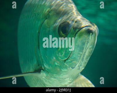 Il pesce di tarpon Atlantico, noto anche come re d'argento, nuota in acquario di pesci cisterna. È un pesce alettato a raggi che abita acque costiere, estuari, l Foto Stock