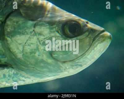 Il pesce di tarpon Atlantico, noto anche come re d'argento, nuota in acquario di pesci cisterna. È un pesce alettato a raggi che abita acque costiere, estuari, l Foto Stock