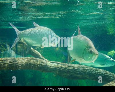 Il pesce di tarpon Atlantico, noto anche come re d'argento, nuota in acquario di pesci cisterna. È un pesce alettato a raggi che abita acque costiere, estuari, l Foto Stock