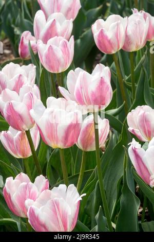 Tulipa 'Beau Monde' bellissimi tulipani luminosi con un tocco di viola Foto Stock