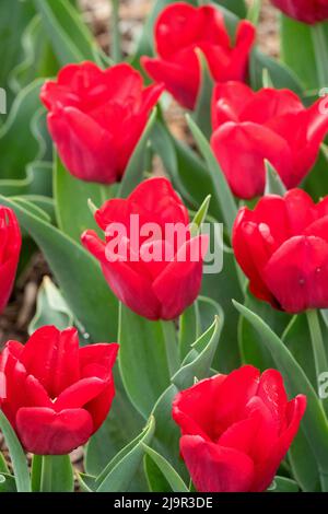Tulipa, tulipani rossi 'Cassini' fiori in aiuola Foto Stock