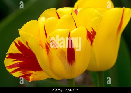 Due Tulipa 'Washington' primo piano fiore Triumph Tulipani Foto Stock
