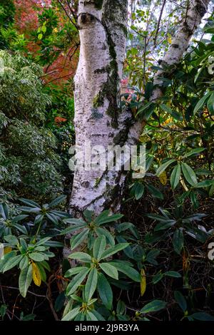 Silver Birch circondato Foto Stock