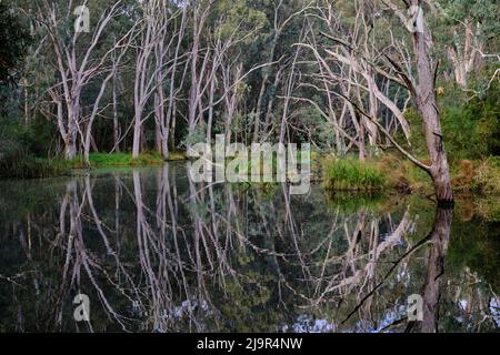 Alberi intorno al Billabong Foto Stock