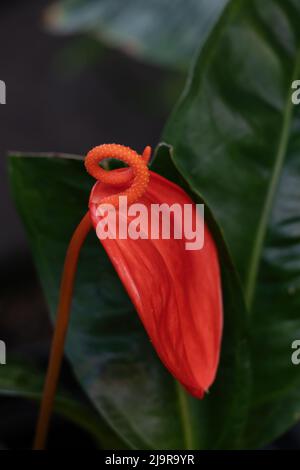 Anterhurium Scherzerianum Schott fiore rosso, nomi comuni: Il flamingo fiore o pigtail pianta, famiglia: Araceae. Foto Stock