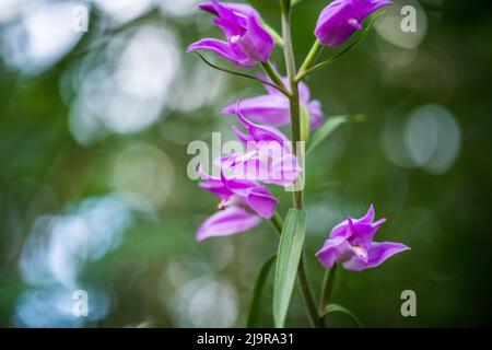Cefalanthera rubra, conosciuta come l'elleborina rossa, è un'orchidea che si trova in Europa, Nord Africa e Sud-Ovest dell'Asia. Foto Stock