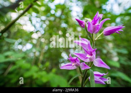 Cefalanthera rubra, conosciuta come l'elleborina rossa, è un'orchidea che si trova in Europa, Nord Africa e Sud-Ovest dell'Asia. Foto Stock