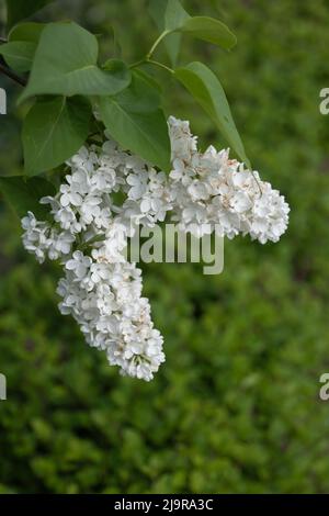 Comune lilla Syringa vulgaris L. 'Lilianaa' fiori bianchi, piante da fiore nella famiglia delle olive Oleaceae. Foto Stock