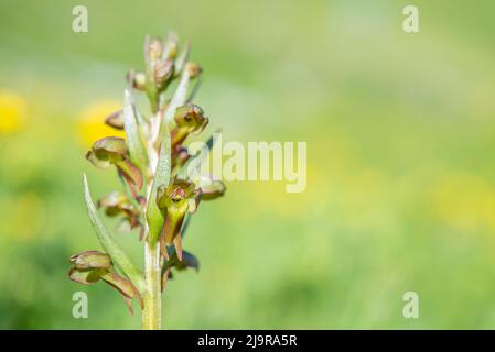La rana orchidea (Coeloglossum viride) è un genere di piante fiorite della famiglia delle orchidee. Foto Stock