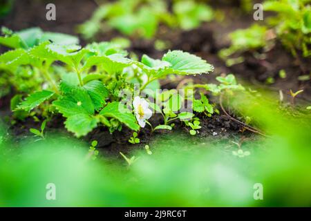 Fragole in fiore da vicino. Fragole in crescita nel giardino di casa Foto Stock