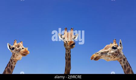 Tre giraffe con cielo blu come colore di sfondo. Giraffa, testa e faccia contro un cielo blu senza nuvole con spazio copia. Giraffa camelopardalis. Fu Foto Stock