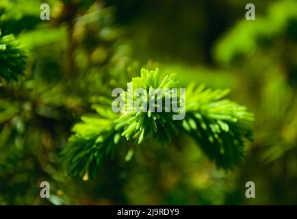 Primo piano di un ramoscello e di aghi di abete verde fresco e giovane Foto Stock