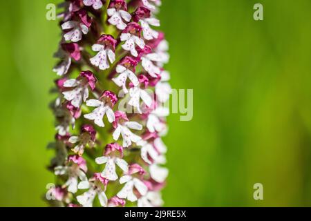 Neotinea ustulata (syn. Orchis ustula), l'orchidea bruciata o orchidea con punta bruciata, è un'orchidea terrestre europea. Foto Stock
