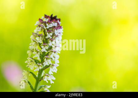 Neotinea ustulata (syn. Orchis ustula), l'orchidea bruciata o orchidea con punta bruciata, è un'orchidea terrestre europea. Foto Stock