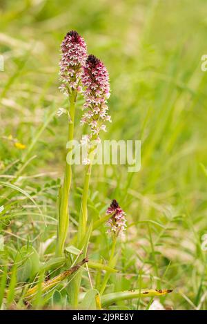 Neotinea ustulata (syn. Orchis ustula), l'orchidea bruciata o orchidea con punta bruciata, è un'orchidea terrestre europea. Foto Stock