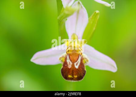Ophrys apifera, conosciuta in Europa come l'orchidea delle api, è una pianta erbacea perenne della famiglia delle Orchidee. Foto Stock