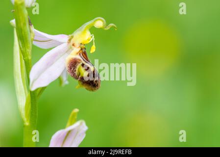 Ophrys apifera, conosciuta in Europa come l'orchidea delle api, è una pianta erbacea perenne della famiglia delle Orchidee. Foto Stock