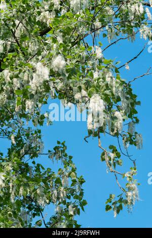 Italia, Lombardia, semi di Poplar Nero, Populus Nigra Foto Stock