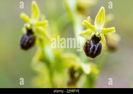 Ophrys sphegodes = Ophrys aranifera, comunemente noto come il primo ragno-orchidea. Foto Stock