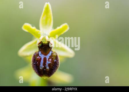 Ophrys sphegodes = Ophrys aranifera, comunemente noto come il primo ragno-orchidea. Foto Stock