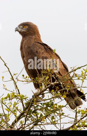 Africa, Tanzania. Ritratto di un'aquila di serpente marrone. Foto Stock