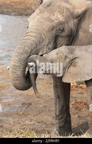 Africa, Tanzania, elefante africano. Un giovane elefante tende il suo tronco sopra il crepuscolo della madre. Foto Stock