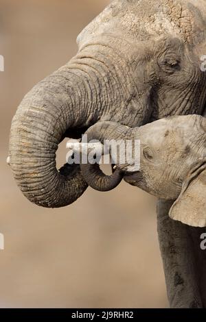 Africa, Tanzania, elefante africano. Un polpaccio di elefante si erge con il suo tronco sopra il crepuscolo della madre. Foto Stock