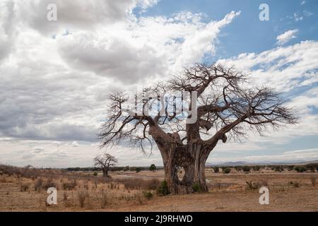 Africa, Tanzania, Parco Nazionale Ruaha. Vista di un albero di baobab che mostra i danni inflitti dagli elefanti. Foto Stock