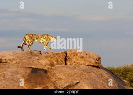 Africa, Tanzania, Serengeti. Una gheparda femminile cammina sulla cima di un kopje di pietra. Foto Stock