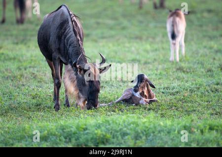 Africa, Tanzania. Un neonato vitello wildebeest arriva ai suoi piedi poco dopo essere nato. Foto Stock