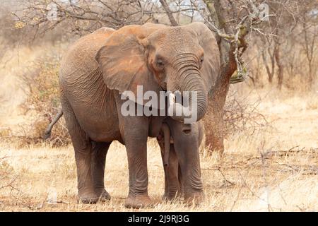 Africa, Tanzania, elefante africano. Un elefante femmina allattano il suo bambino. Foto Stock