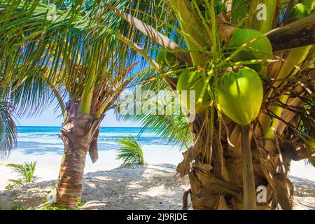 Palme da cocco sulla spiaggia del cimitero, Isole Cayman Foto Stock