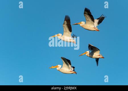 Canada, Manitoba, Winnipeg. Pellicani bianchi americani in volo. Foto Stock