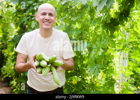 Uomo che raccoglie zucca amara Foto Stock