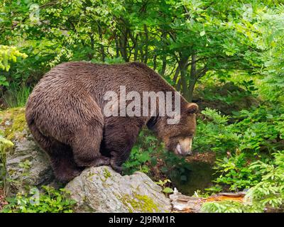 Orso bruno eurasiatico o orso bruno comune durante la primavera. Recinto nel Parco Nazionale della Foresta Bavarese, Germania, Baviera Foto Stock