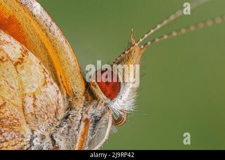 Primo piano estremo della farfalla a mezzaluna Foto Stock