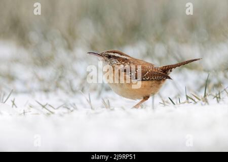 Carolina Wren foraging nella neve. Foto Stock