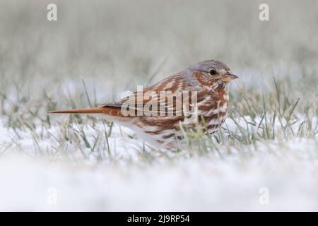 Fox Sparrow a terra Foto Stock