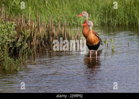 Coppia di anatre fischianti dalle bugnature nere, South Padre Island Foto Stock