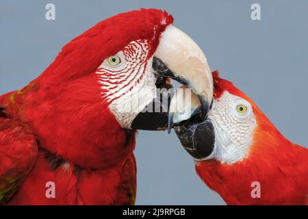 Macaws rosso e verde, Macaw ad alette verdi Foto Stock