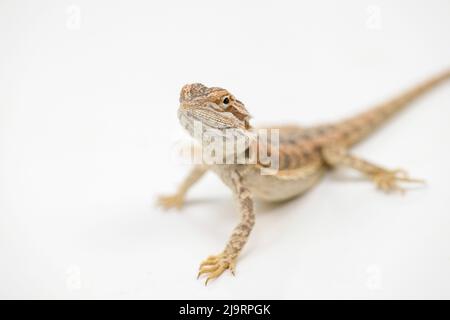 Drago giovane con bearded su sfondo bianco Foto Stock