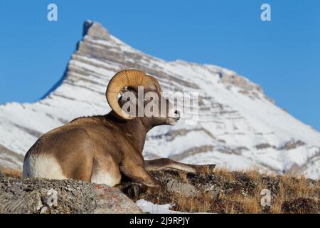 Montone roccioso di pecora di bighorn, che riposa nel paese alpino Foto Stock