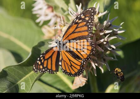 Farfalla monarca e ape bumble su munghweed Foto Stock