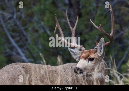 Cervi di mulo buck Foto Stock
